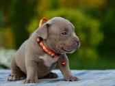 American bully pocket - nuotraukos Nr. 4