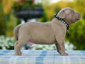 American bully pocket - nuotraukos Nr. 5