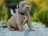 American bully pocket - nuotraukos Nr. 6