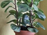 Peperomia obtusifolia Green gold - nuotraukos Nr. 2