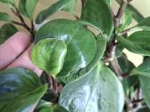 Peperomia obtusifolia Green gold - nuotraukos Nr. 3