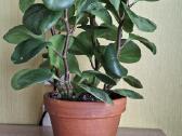 Peperomia obtusifolia Green gold - nuotraukos Nr. 5