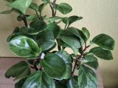 Peperomia obtusifolia Green gold - nuotraukos Nr. 4