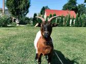 Parduodu mini olandų veislės ožką - nuotraukos Nr. 2
