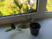 Monstera peru - nuotraukos Nr. 2