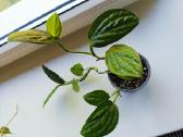 Monstera peru - nuotraukos Nr. 3