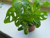 Monstera Adansonii - nuotraukos Nr. 2