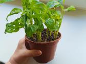 Monstera Adansonii - nuotraukos Nr. 3