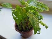 Monstera Adansonii - nuotraukos Nr. 4