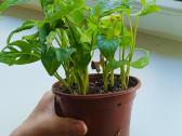 Monstera Adansonii - nuotraukos Nr. 5