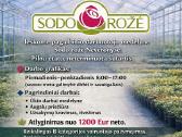 Pagalbinis ūkio darbuotojas šiltnamiuose/medelyne - nuotraukos Nr. 2