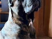 Cane Corso šuniukai su kilmės dokumentais - nuotraukos Nr. 4
