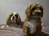 Cavapoo mazylis Hobis
