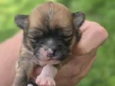 Chihuahua - nuotraukos Nr. 15