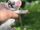 Chihuahua - nuotraukos Nr. 10