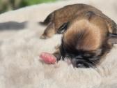 Chihuahua - nuotraukos Nr. 20