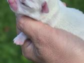 Chihuahua - nuotraukos Nr. 21