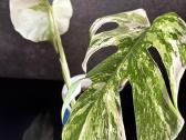 Monstera Borsigiana Albo Variegata - nuotraukos Nr. 6