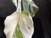 Monstera Borsigiana Albo Variegata - nuotraukos Nr. 7