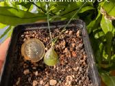 Sukulentai ceropegia, gasteria, haworthia ir kiti - nuotraukos Nr. 14