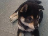 Shiba inu - nuotraukos Nr. 2