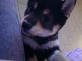 Shiba inu - nuotraukos Nr. 3