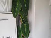Kambariniai augalai - nuotraukos Nr. 9