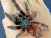 2 labai gražus Tarantulai Vorai. exo terra - nuotraukos Nr. 2