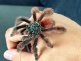 2 labai gražus Tarantulai Vorai. exo terra - nuotraukos Nr. 3