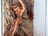 2 labai gražus Tarantulai Vorai. exo terra - nuotraukos Nr. 4