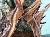 2 labai gražus Tarantulai Vorai. exo terra - nuotraukos Nr. 5