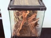 2 labai gražus Tarantulai Vorai. exo terra - nuotraukos Nr. 7