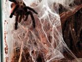 2 labai gražus Tarantulai Vorai. exo terra - nuotraukos Nr. 11
