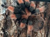 2 labai gražus Tarantulai Vorai. exo terra - nuotraukos Nr. 13