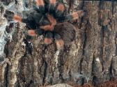 2 labai gražus Tarantulai Vorai. exo terra - nuotraukos Nr. 14