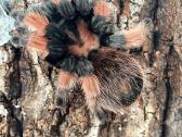 2 labai gražus Tarantulai Vorai. exo terra - nuotraukos Nr. 15