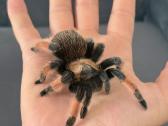 2 labai gražus Tarantulai Vorai. exo terra - nuotraukos Nr. 16