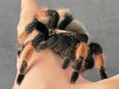 2 labai gražus Tarantulai Vorai. exo terra - nuotraukos Nr. 17