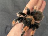 2 labai gražus Tarantulai Vorai. exo terra - nuotraukos Nr. 18
