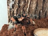 2 labai gražus Tarantulai Vorai. exo terra - nuotraukos Nr. 19