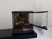 2 labai gražus Tarantulai Vorai. exo terra - nuotraukos Nr. 21