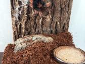 2 labai gražus Tarantulai Vorai. exo terra - nuotraukos Nr. 22