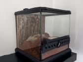 2 labai gražus Tarantulai Vorai. exo terra - nuotraukos Nr. 24