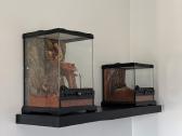 2 labai gražus Tarantulai Vorai. exo terra - nuotraukos Nr. 28