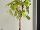 Begonia dregei glasgow - nuotraukos Nr. 2