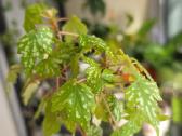 Begonia dregei glasgow - nuotraukos Nr. 3