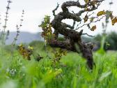 Sony Fe 24-70mmf4 Zaoss Carl Zeiss Vario Tessar T* - nuotraukos Nr. 13
