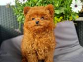 Eksliuzyvas. Yra video - nuotraukos Nr. 3