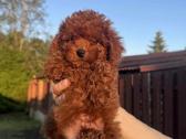 Toy pudeliai , pudeliukai, red brown meškučiai - nuotraukos Nr. 4