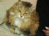 Princesė, benamėlė, 5 m. - nuotraukos Nr. 9